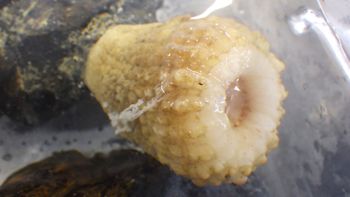 Media type: image;   Invertebrate Zoology 153104 Description: live specimen;